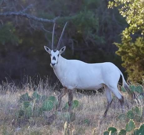An Arabian Oryx at BarBell Ranch in Sweetwater, TX.