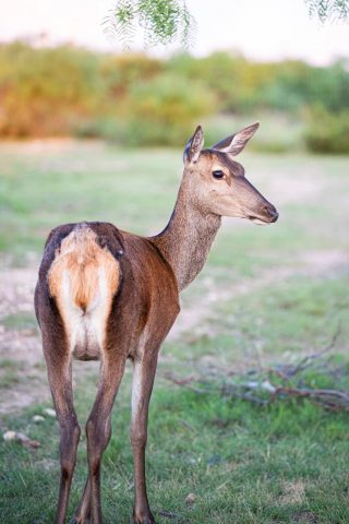 A Red Hind looks over its shoulder on a BarBell Ranch hunt in Sweetwater, TX.