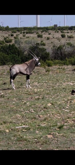 A gemsbok stands on a BarBell Ranch hillside with wind turbines in the distance.