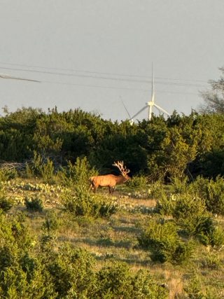 A bull elk grazing among the brush at BarBell Ranch in Sweetwater, TX, with a wind turbine visible behind it.