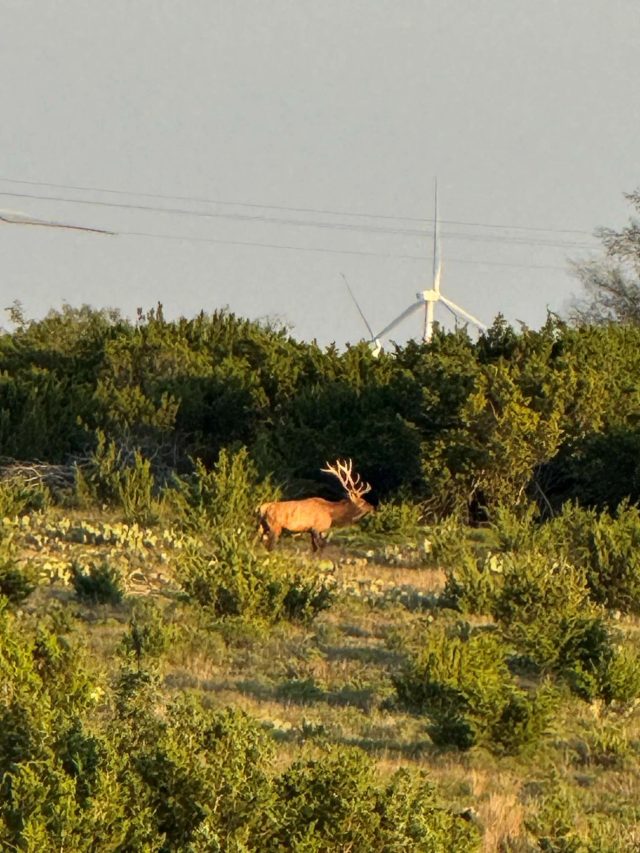 A bull elk grazing among the brush at BarBell Ranch in Sweetwater, TX, with a wind turbine visible behind it.