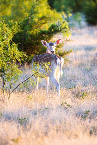 A fallow doe at BarBell Ranch in Sweetwater, TX, pauses near a mesquite tree at sunset.