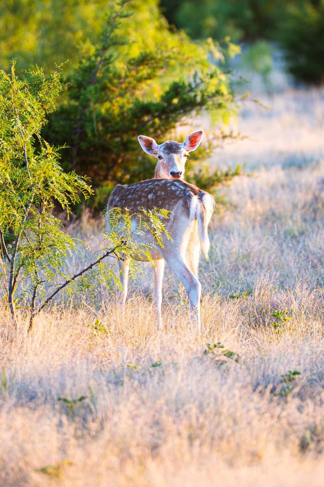 A fallow doe at BarBell Ranch in Sweetwater, TX, pauses near a mesquite tree at sunset.