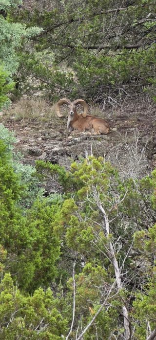 A large Aoudad ram resting in the terrain at BarBell Ranch in Sweetwater, TX.