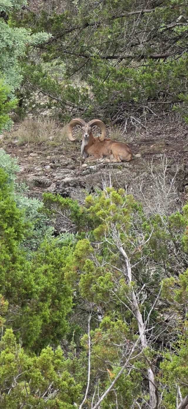 A large Aoudad ram resting in the terrain at BarBell Ranch in Sweetwater, TX.