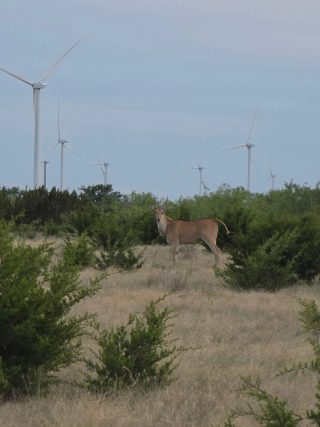 Common Eland bull at BarBell Ranch in Sweetwater, TX, with wind turbines on the horizon.