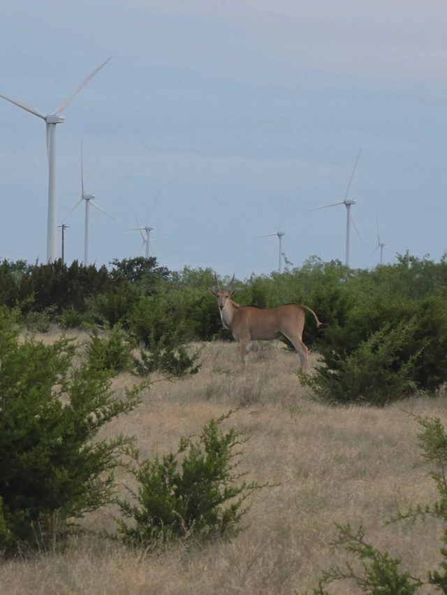 Common Eland bull at BarBell Ranch in Sweetwater, TX, with wind turbines on the horizon.