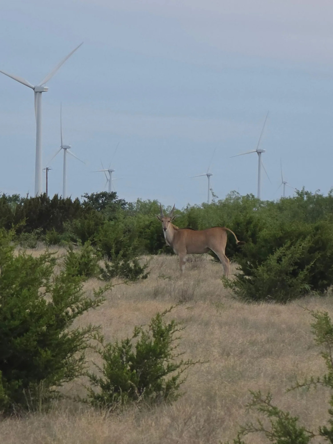 Common Eland bull at BarBell Ranch in Sweetwater, TX, with wind turbines on the horizon.