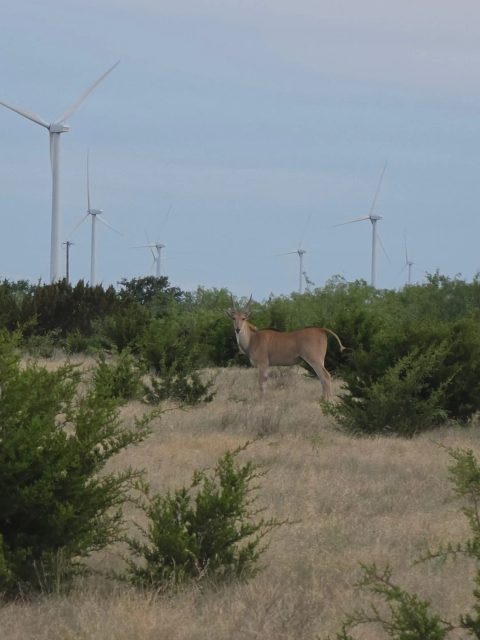Eland Bull
