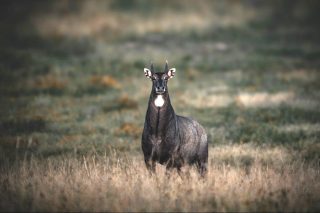 Nilgai