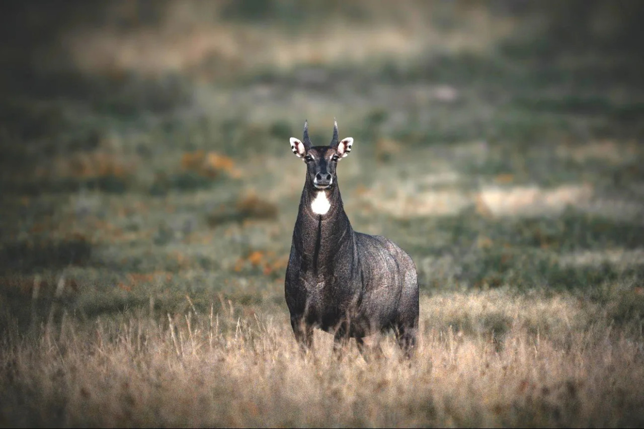Nilgai
